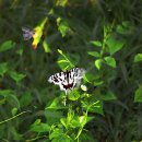 나비야놀자 이미지