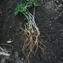 조성근농장 이미지