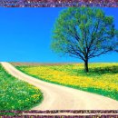 향기나무 이미지