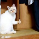 따봉펫