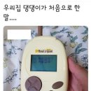 우리집 댕댕이 이미지