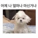 제주목화 이미지