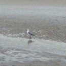 청포대해수욕장 이미지