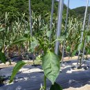 대림농약종묘사 이미지