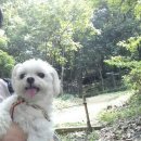 콩이 이미지