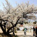 원동1공원 | 양산 원동 순매원 3월 21일 매화꽃놀이와 원동미나리 삼겹살 간단 후기