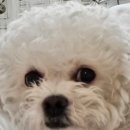 스테이-오롯 | [횡성 애견펜션] 오롯스테이 / 반려견이 뛰어놀기 좋은 곳