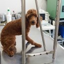 승원 동물병원 이미지