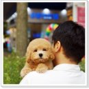 유어펫 라운지 강아지분양 이미지