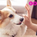 라온 반려 동물병원 이미지