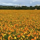 강변 공영주차장 화장실 | [대구/북구] 하중도 코스모스 (정원박람회 전에 다녀온 후기)