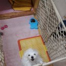 짱구애견 이미지