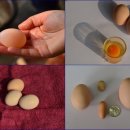 순박1농장 이미지