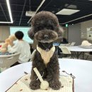 임현곤 반려견 교육센터 | 창원 무료 강좌 반려견 동반 허브볼 만들기 마사지 교육