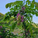 아카시아민박 이미지