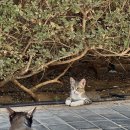 나이스큐 | 이집트 여행기 DAY7: 룩소르에서 후루가다 고버스 기사 매수하기 (스텔라 가든 리조트 비추 후기)