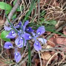260426 늪재봉(통도사 산문-봉화봉-늪재봉-문수봉-달마봉-통도사-산문) 이미지
