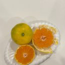 배감농장 | 제주도 택배 귤 성공후기 맛감이네 제주햇감귤