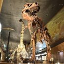 구로-현장-구로-1912 | 기타큐슈 이노치노타비(생명의여행) 박물관 정보 후쿠오카 공룡박물관