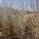 무궁화 슈퍼 이미지