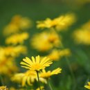 유명갈매기 이미지