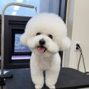 펫살롱 | 검단신도시 애견미용 피피펫살롱 비숑프리제 스포팅 후기