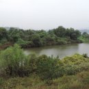 버드나무 이미지