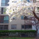 행복을주는나무 이미지