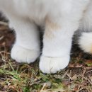 솜방망이 이미지