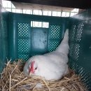 싸리재펜션 이미지