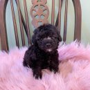 야옹아 멍멍해봐(신대점) 이미지