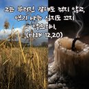 2026-07-18연중 제15주간 토요일＜예수님께서는 예언을 이루시려고 당신을 다른 사람들에게 알리지 말라고 엄중히 이르셨다.＞ 이미지