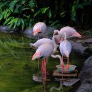 플라밍고 이미지