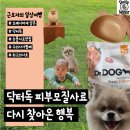 맘마독 | 강아지 피부가 반짝반딱 닥터독 피부모질사료 먹어본 리얼 후기 강아지 사료 추천해버립니다!