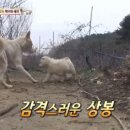 동물농장 이미지