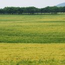 청보리 농장 이미지