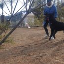 스터디독스쿨 이미지