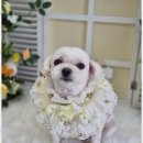 동물친구들 애견미용실 이미지