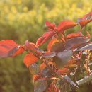 덕수장 | 보성 모은재(慕恩齋)