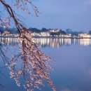 2025 경포 벚꽃 잔치 | 2025 경포벚꽃축제 벚꽃 걷는 길 후기