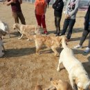 개놀자까페 이미지