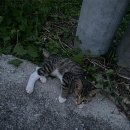 반딧불 동물병원 이미지