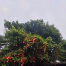 포산 | 스위소텔 포샨 포산 불산 swissotel foshan 조식 후기