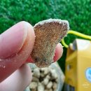 서해농장 | 답례품 건강간식 첫월급 부모님 선물 정과에 변산농장 마늘정과