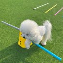 코지독하우스 이미지