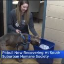 숲길 강아지 이미지