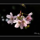 원미공원 이미지