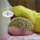 백만불PC 이미지