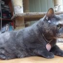 애플펫동물병원 이미지