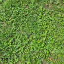 질경이농장2 이미지